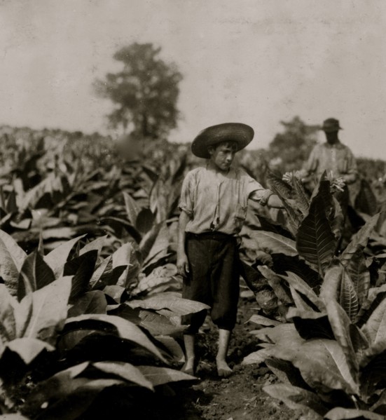 Topping tobacco. Roland Lowe, 13 years old in field with two brothers.  1916