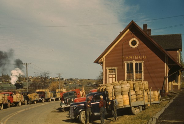 Line of Trucks hold potato harvest 1940