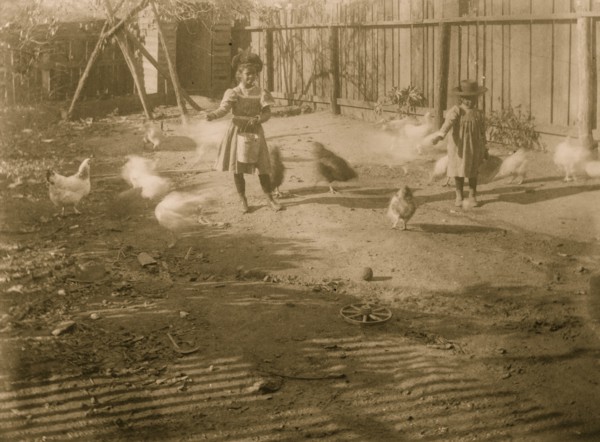 Two African American children feeding chickens in a fenced-in yard 1899