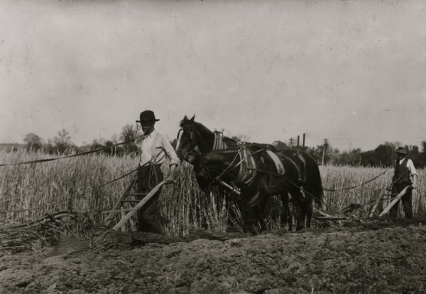 Two farmers behind horses as they pull a plow through a field 1916