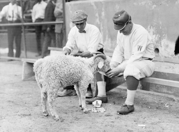 Washington Baseball Goat Mascot 1912