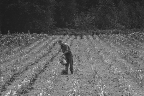 Hand irrigation on small rented subsistence farm. 1939