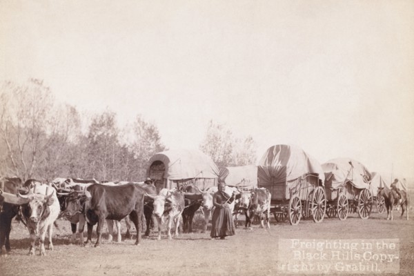 Freighting in the Black Hills 1890