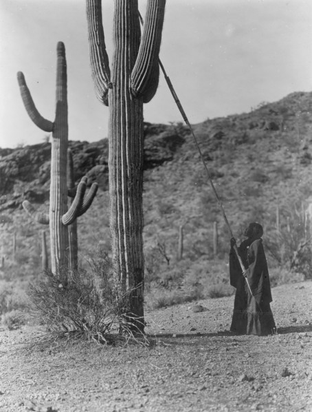 Gathering Cactus Fruit 1907