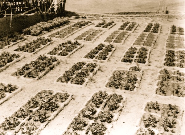Zuni gardens 1927