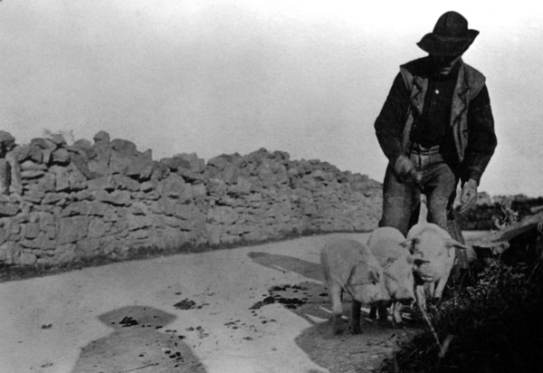 Man and His Pigs 1900
