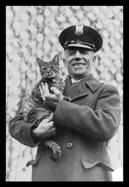 "Tige" the White House Cat - Safe and Sound 1924