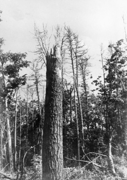 Tunguska, tree top shorn off by the force of the blast from the tunguska meteorite that hit in the siberian taiga in 1908, picture is from 1938.