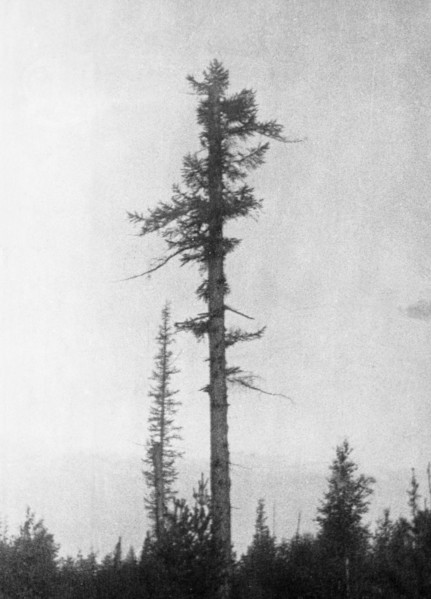 New growth on an old tree 20 km to the east of the blast center that was burnt and damaged in 1908 by the tunguska meteorite, prior to that, it was dense forest, this picture was taken during professo...