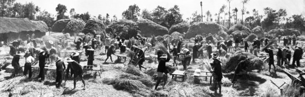 A record yield of wheat cultivated by a production team of the happiness co-op in kwanghua county, hupeh province in 1958, it is estimated that the results are due to close planting, deep ploughing, a...