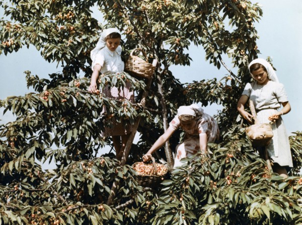 Bulgarian women picking cherries, late 1950s.