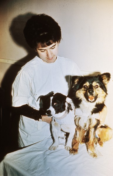 Soviet scientist with two dogs that are being used for research of space travel, 1966.