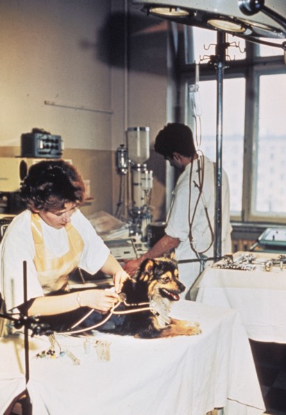 Soviet scientists examining a dog as a part of their research of space travel, 1966.