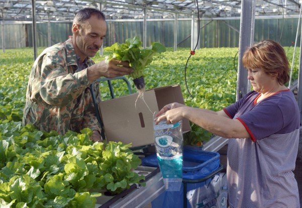 Harvesting of the lettuce crop in experimental production farm 'dalnevostochnoye' (far eastern) where they use expandable tables, pots for seedlings and automatized equipment for feeding and watering ...