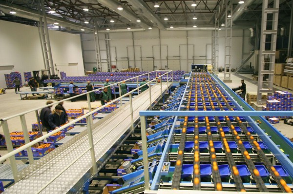 Packaging of the citrus plants at the abkhaz fruit company in the pitsunda resort area,the joint russian-abkhaz enterprise is fitted with modern spanish facilities and practices in treating, sorting a...