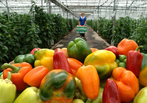 Sweet pepper grown in greenhouses at the farm moskovsky, moscow region, russia, june 2006.