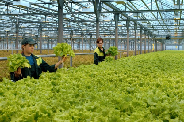 A tray of lettuce at the farm moskovsky, moscow region, russia, june 2006.