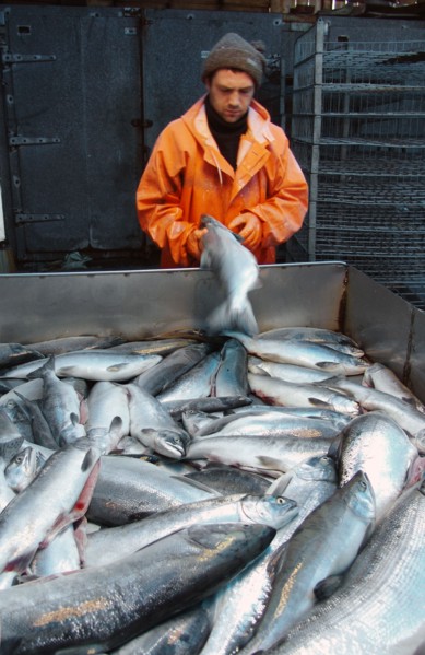 Koryak autonomous area, russia, eviscerated salmon are at the fish processing shop in ayanka village, the koryak autonomous area, salmon fishing season is underway off koryakia's east coast, august 2,...
