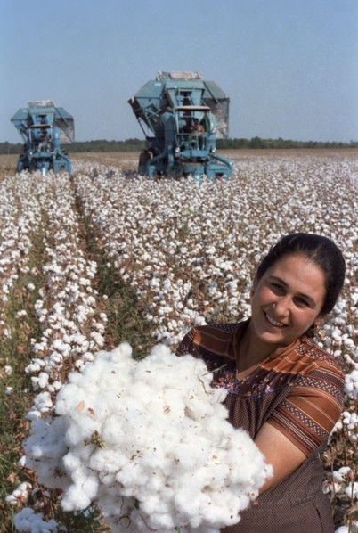 Azerbaijani ssr, ussr, cotton harvest, october, 1985.