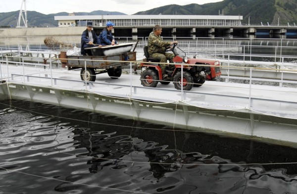 Khakassia, russia, june 18, 2007, feeding hatchlings on a trout and sturgeon fish farm in maina hydroelectric power station reservoir, khakassia.