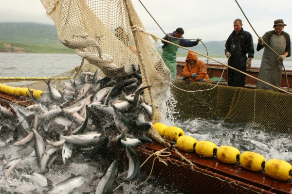 Salmon fishing on the ozernaya river in kamchatka, russia, july 21, 2008.