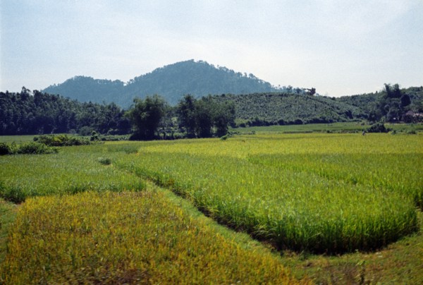 Democratic republic of vietnam, tea and rice plantations in vinh province, january 1974.