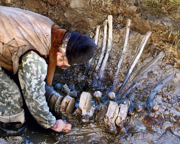 Yamalo-nenetsk autonomous district, well-preserved bones of mammoth are found by a russian expedition in yamal, a member of the expedition funded by the shemanovsky?s museum and exhibition centre is p...