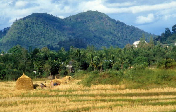 Rice field in laos, july 1983.