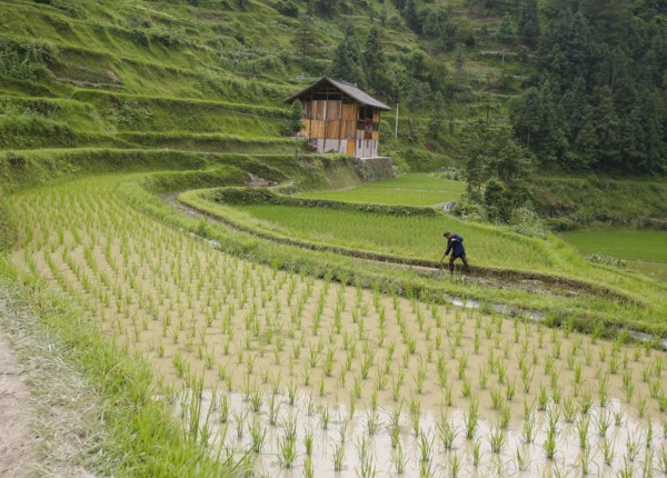 China, august 13, 2007, man working in a rice field at a village in china’s guizhou province.