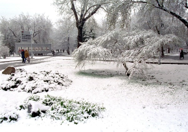 A beautiful view of a public garden in novosibirsk, with the trees covered with thick snow, siberia, russia.