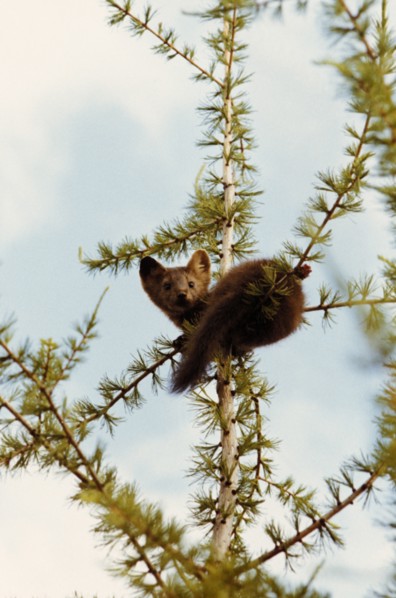 A bagruzin sable in a tree in siberia, russia, 1990s.