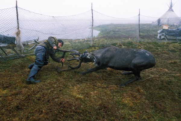 A nenets reindeer breeder wrestling with a reindeer in the nenets autonomous region of russia, 1990s.