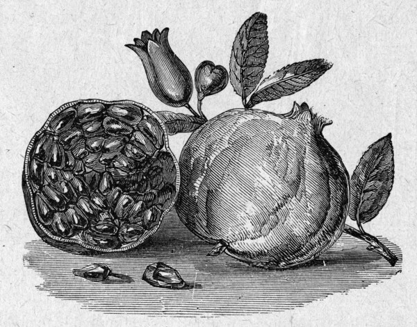 Pomegranate