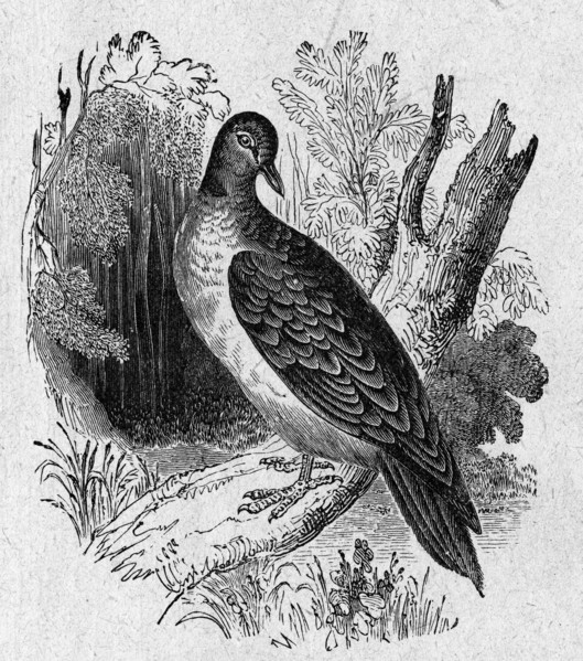 Religion The Holy Bible. The Turtle Dove