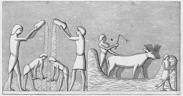 Religion The Holy Bible. Threshing wheat