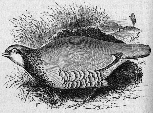 Religion The Holy Bible. Partridge