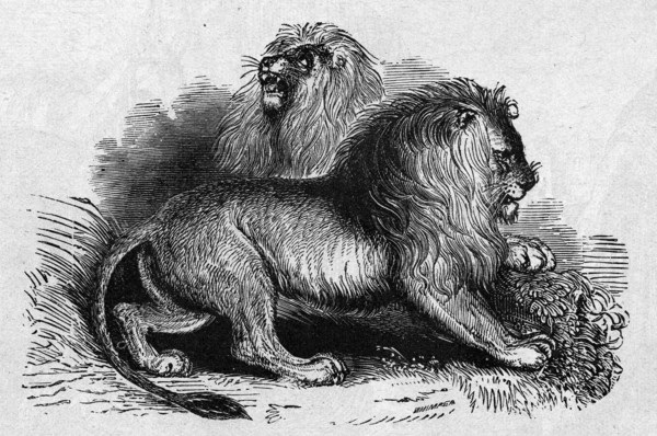 Religion The Holy Bible. Lions