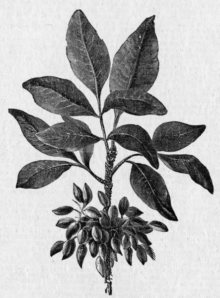 Religion The Holy Bible. Juglans regia