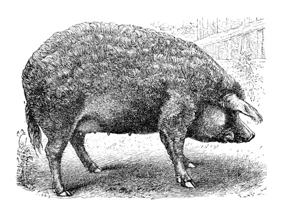 Szalontaer Schwein