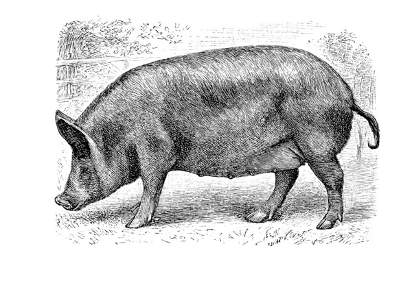 Tamworthschwein