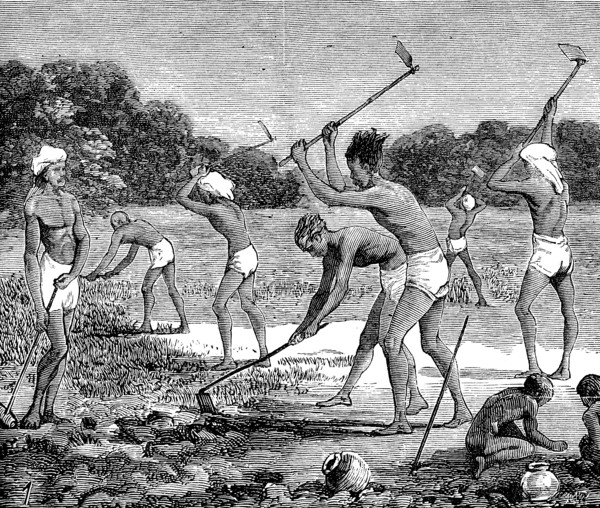 Indigo Cultivation In Tirhoot