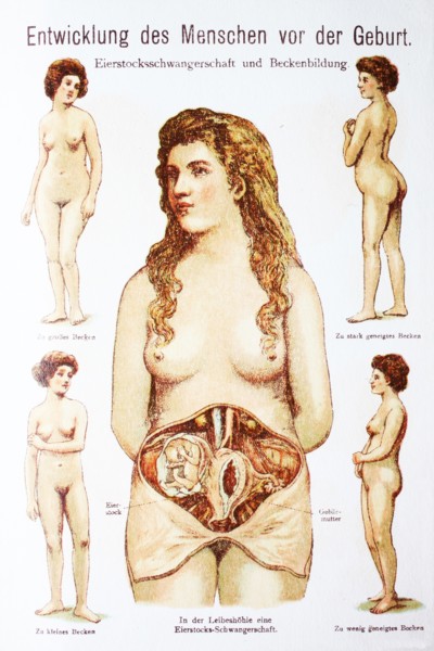 Development Of The Child Before The Birth In The Woman. Entwicklung Des Menschen Vor Der Geburt In Der Frau