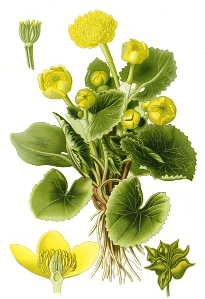 Caltha Palustris