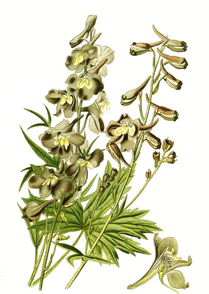 Delphinum