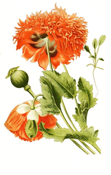 Papaver Somniferum