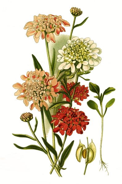 Iberis Umbellata