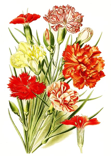 Dianthus Caryophyllus