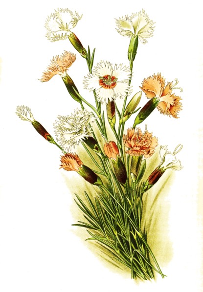 Dianthus Plumarius