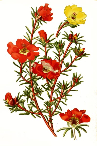 Portulaca Grandiflora