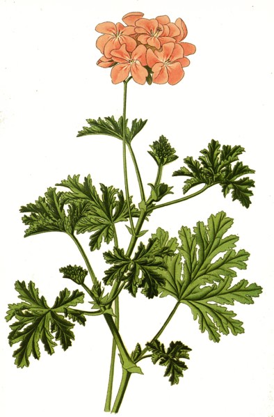 Pelargonium Graveolens